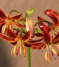 Ľalia Martagon Arabian Knight - Lilium - cibuľoviny - 1 ks