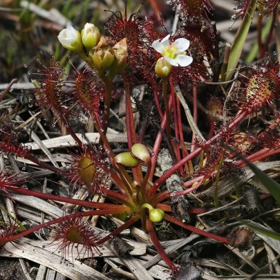 Rosička prostredná - Drosera intermedia - semená - 10 ks