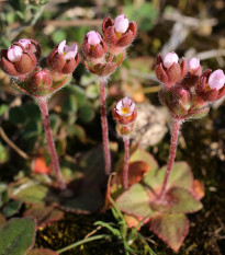 Pochybok najväčší - Androsace maxima - semená - 15 ks