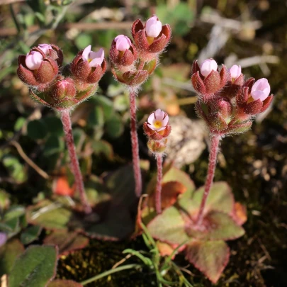 Pochybok najväčší - Androsace maxima - semená - 15 ks