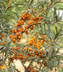 Rakytník rešetliakový - Hippophae rhamnoides - semená - 8 ks