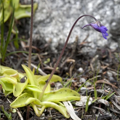 Tučnica obyčajná - Pinguicula vulgaris - semená - 10 ks