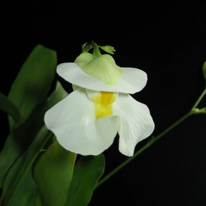 Bublinatka orchidoidná - Utricularia alpina - semená - 10 ks