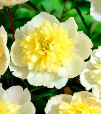 Pivónia Prima Vera - Paeonia lactiflora - cibuľoviny - 1 ks