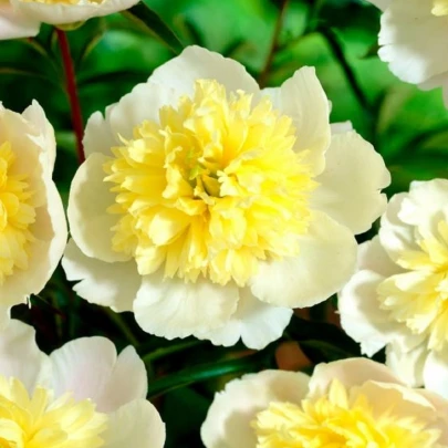 Pivónia Prima Vera - Paeonia lactiflora - cibuľoviny - 1 ks