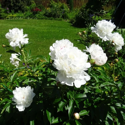 Pivónia Gardenia - Paeonia lactiflora - cibuľoviny - 1 ks