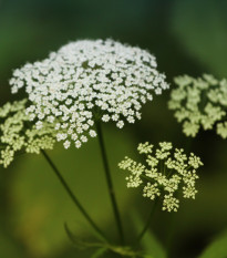 Trebuľka lesná - Anthriscus sylvestris - semená - 0,5 g