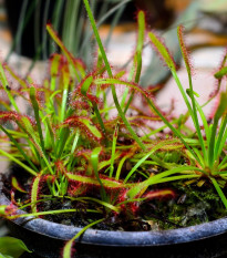 Rosička kapská Compact Rosette - Drosera capensis - semená - 15 ks