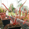 Semená rosičky – Rosička Red plant – Drosera capensis