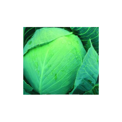 Kapusta Dita - hlávková biela - Brassica oleracea - semená - 0,8 g