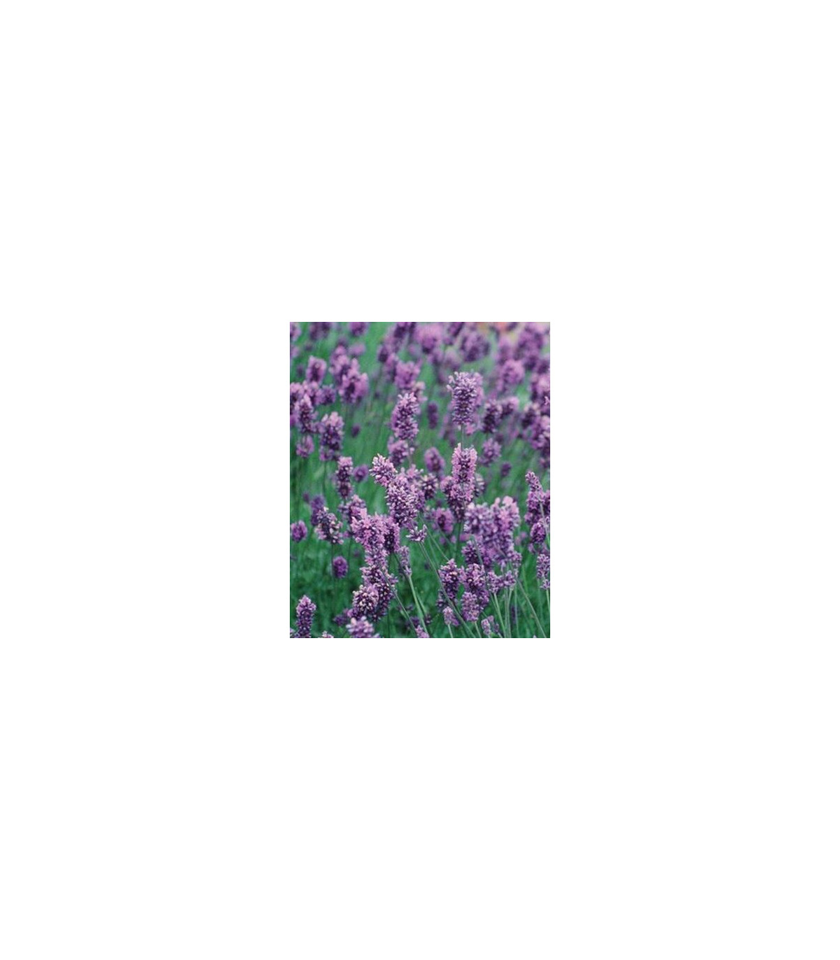 Levanduľa lekárska Lavance Špeciál - Lavandula angustifolia - semená - 15 ks