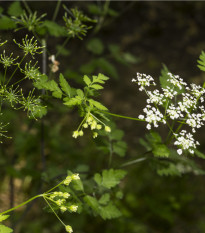 Trebuľka siata Massa - Anthriscus cerefolium - semená - 0,8 g