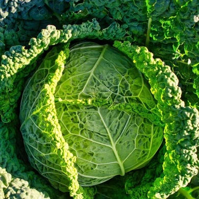 Kel hlávkový Vertia F1 - Brassica oleracea var. sabauda - semená - 110 ks