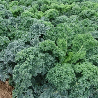 Kel kučeravý Kapral - Brassica oleracea L. convar. - semená - 300 ks