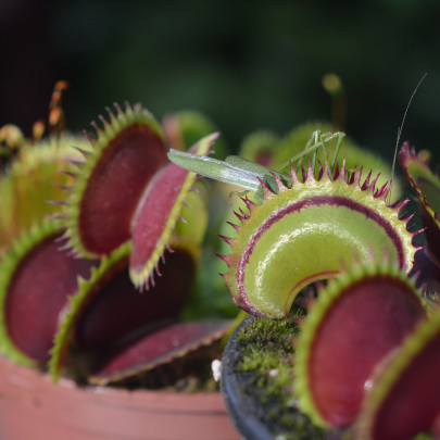 Mucholapka muscipla clumping - Dionaea - semená - 7 ks