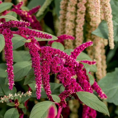 Láskavec chvostový zmes - Amaranthus caudatus - semená - 0,2 g