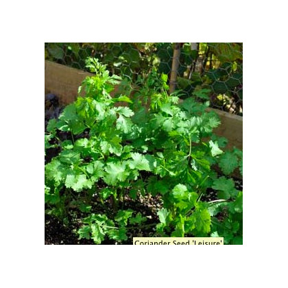 Koriander siaty Leisure - Coriandrum sativum - semená - 100 ks