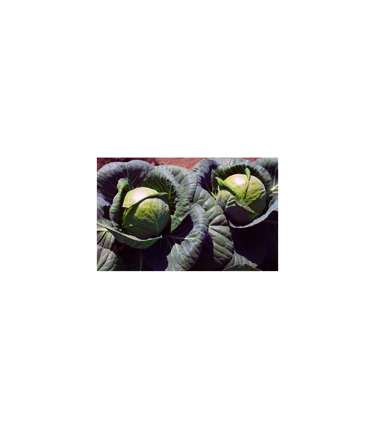 BIO Červená kapusta Marner - Brassica oleracea - semená - 0,3 g