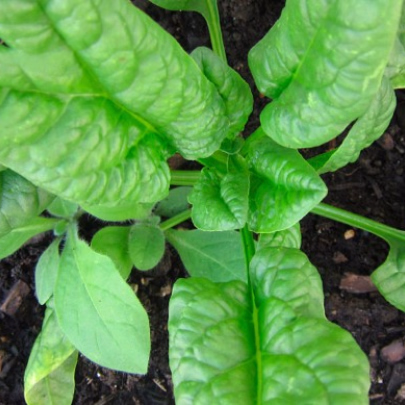 Tabak Green wood - Nicotiana tabacum - semená - 25 ks