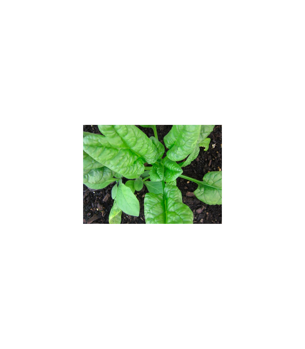 Tabak Green wood - Nicotiana tabacum - semená - 25 ks