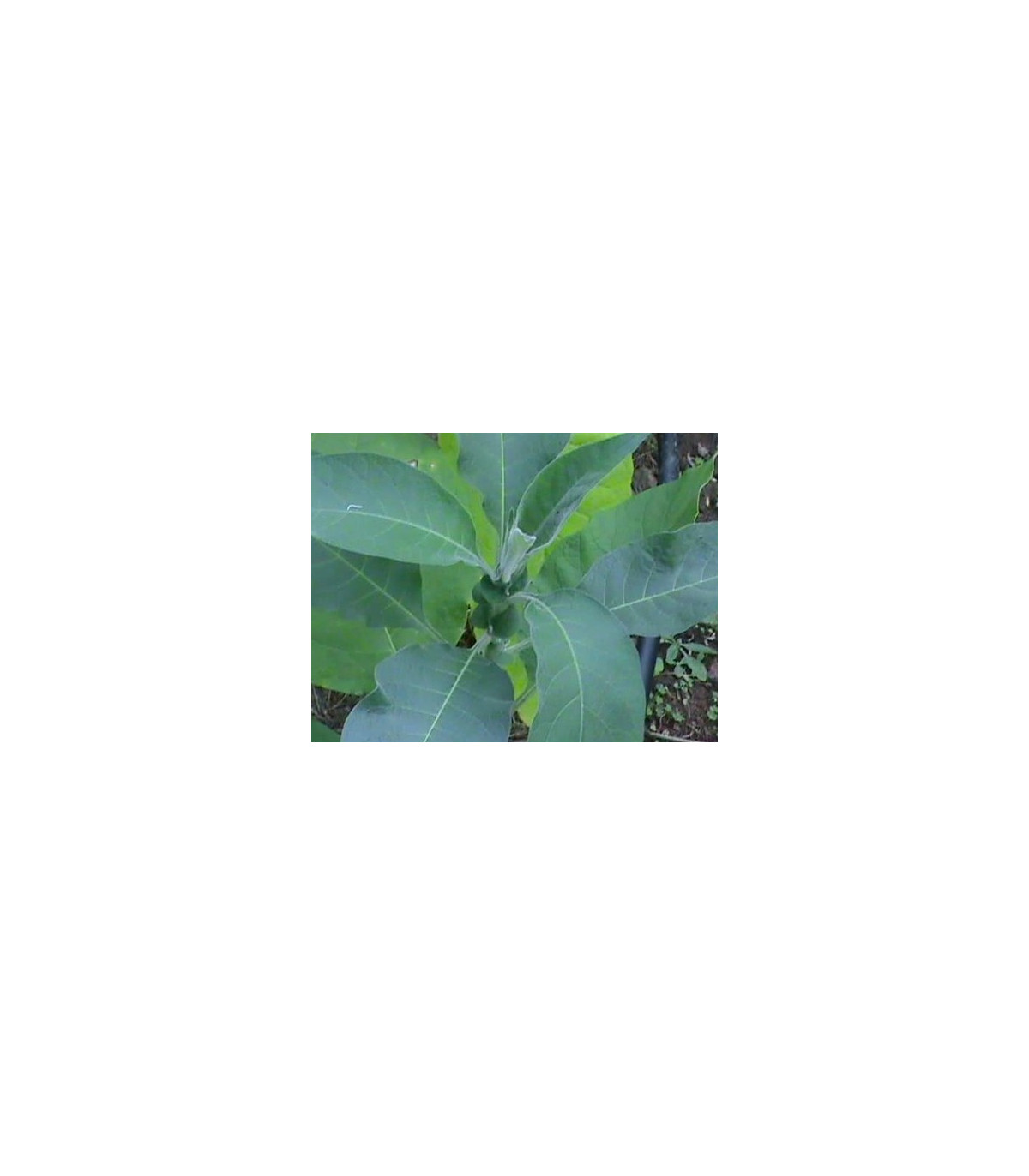 Tabak Madole - Nicotiana tabacum - semená - 20 ks