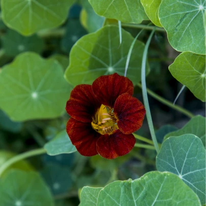 Kapucínka červenočierna Black Velvet - Alaska - Tropaeolum minus - semená - 15 ks