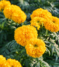 Aksamietnica vzpriamená Sunset - Tagetes erecta - semená - 0,3 g