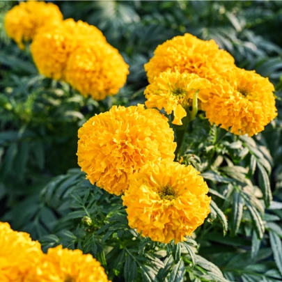 Aksamietnica vzpriamená Sunset - Tagetes erecta - semená - 0,3 g