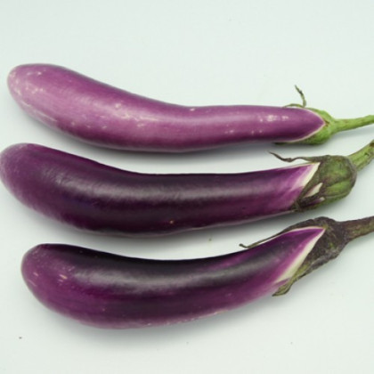 Baklažán Pingtung - Solanum melongena - semená - 6 ks