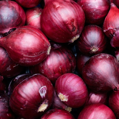 Cibuľa sadzačka červená Rote - Allium cepa - cibuľky - 250 g