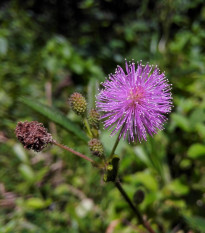 Citlivka obyčajná - Mimosa pudica - semená - 5 ks