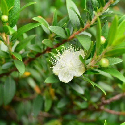 Myrta obyčajná - Myrtus communis - semená - 5 ks