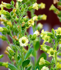 Tabak sedliacky - Nicotiana rustica - semená - 200 ks