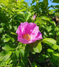 Ruža vráskavá - Rosa Rugosa - semená - 5 ks