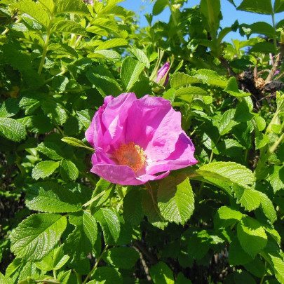 Ruža vráskavá - Rosa Rugosa - semená - 5 ks