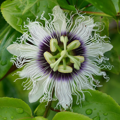 Mučenka jedlá - Passiflora edulis - semená - 5 ks