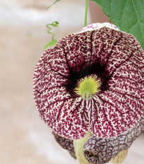 Vlkovec elegantný - Aristolochia - semená - 5 ks