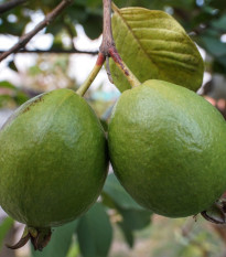 Guave - Psidium guajava - semená - 4 ks