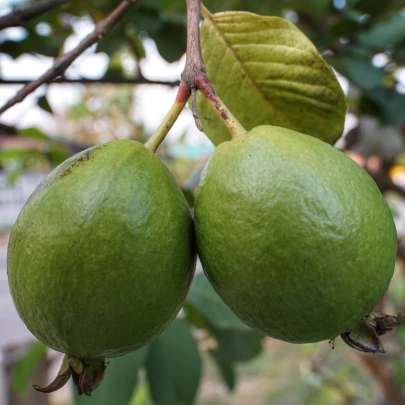 Guave - Psidium guajava - semená - 4 ks