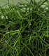 Veľkonočný kaktus - Rhipsalis - semená - 5ks
