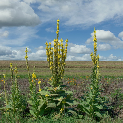 Divozel veľkokvetý - Verbascum densiflorum - semená - 300 ks