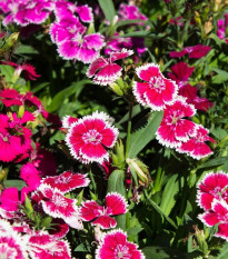 Klinček bradatý jednoduchý zmes - Dianthus barbatus - semená - 250 ks