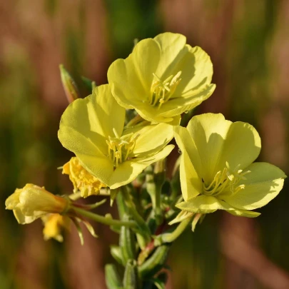 Pupalka - Oenothera biennis - semená - 150 ks