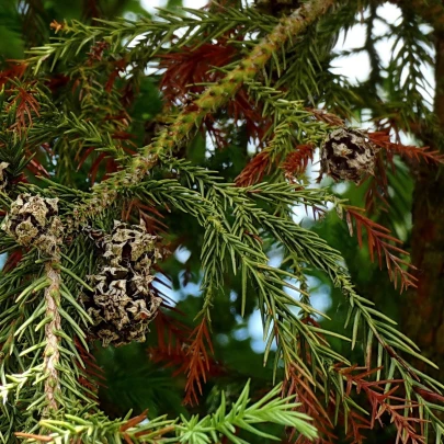 Kryptómeria japonská - Cryptomeria japonica - semená - 4 ks