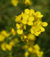 Horčica čierna - Brassica nigra - semená - 50 ks