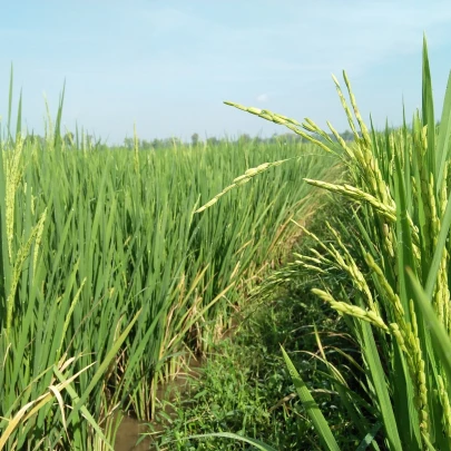 Ryža siata - Oryza sativa - semená - 12 ks