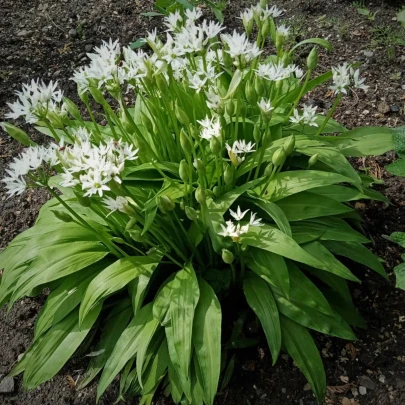 Cesnak medvedí - Allium ursinum - semená - 7 ks