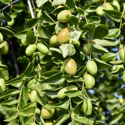 Jojoba - Simmondsia chinensis - semená - 6 ks