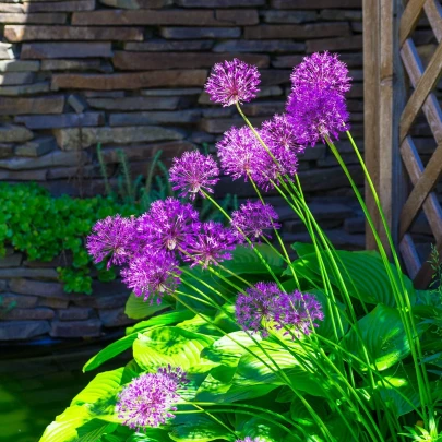 Cesnak okrasný -  Allium Purple Sensation - cibuľoviny - 3 ks