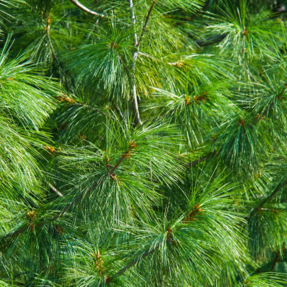 Borovica Roxburghova - Pinus roxburhii - semená - 5 ks